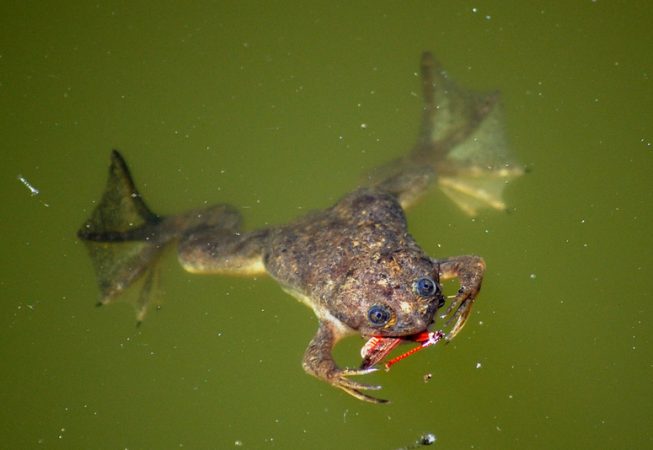 Yum! A delicious grasshopper meal!