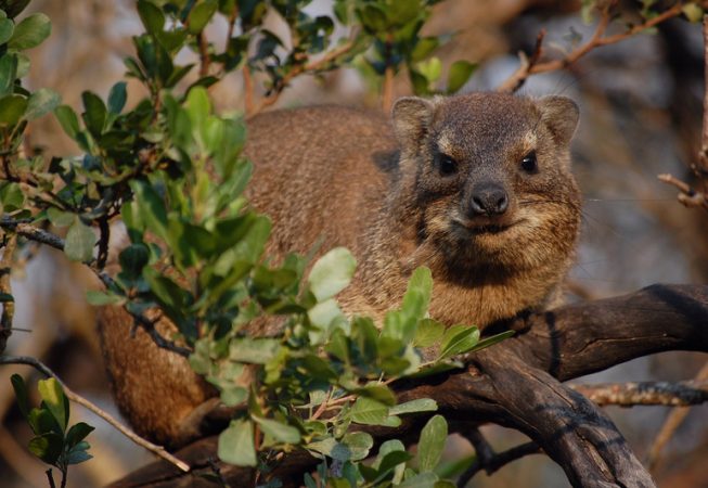 Rock Hyrax - Dassie