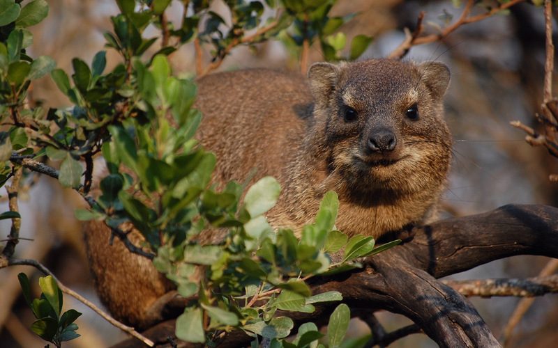 Rock Hyrax - Dassie