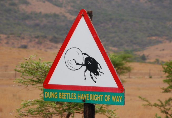 Dung Beetle