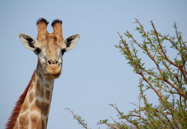 Giraffe at Itala Nature Reserve