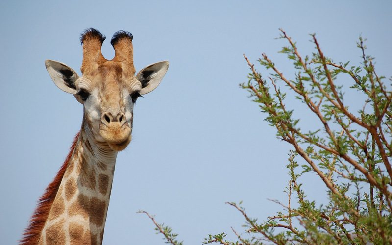 Giraffe at Itala Nature Reserve