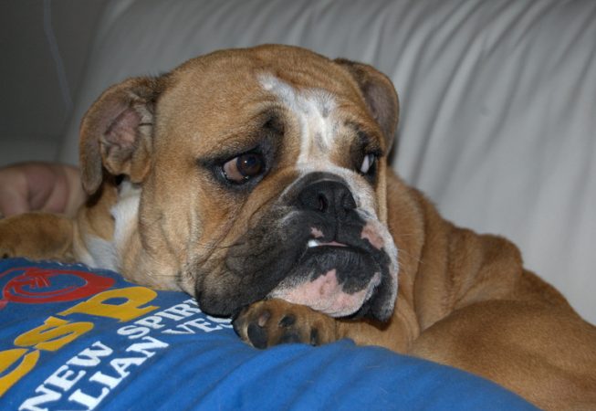 Mooza-Wally the Bulldog